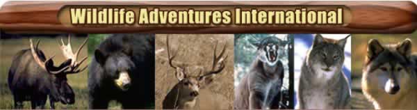 Wildlife Adventures International