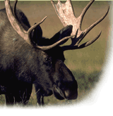 Canada Moose: Series of mild winters promise good to excellent hunting for bulls. - Petersons Hunting Magazine, August 2002
